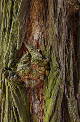 the bark of an old oak tree