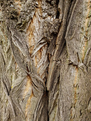 the bark of an old oak tree