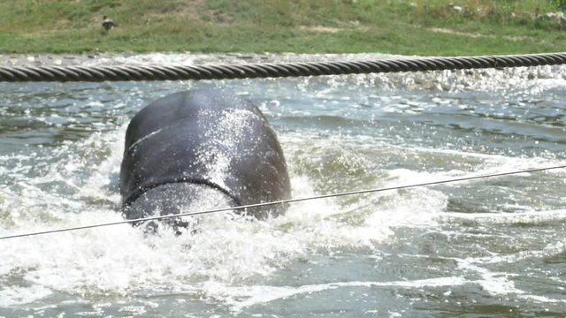 A Funny Hippopotamus Swims And Dives In A Pond In Summer In Slow Motion
