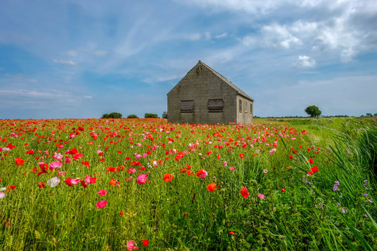 Field of vivid poppies with old barn