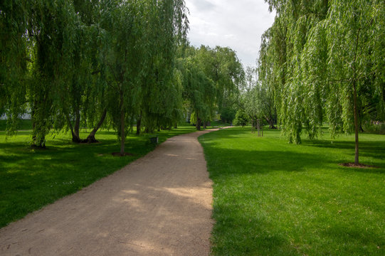 Public park during summer in sunlight with wooden bench, beautiful willow trees alley and sandy path
