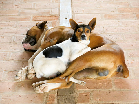 Cachorro & Cadela IMG_2031