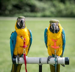 Two identical parrots (ara ararauna) wearing a harness. Blurred out green background.