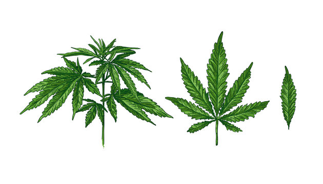 Hand drawn colorful hemp plant. Green cannabis leaf and twig on a white background vector illustration.