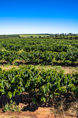 Fototapeta na wymiar view of green coffee field in Brazil