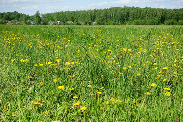 Fototapeta premium Beautiful pastoral landscape. Field with yellow flowers and green grass.