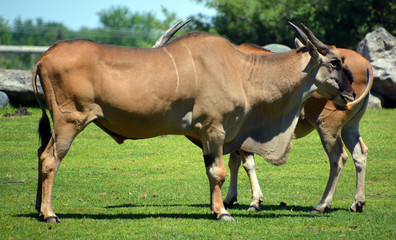The common eland, also known as the southern eland or eland antelope, is a savannah and plains...