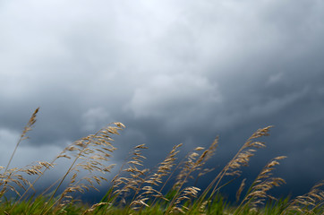 Waiting for rain and hurricane. Spikelets on the background of the dark sky.