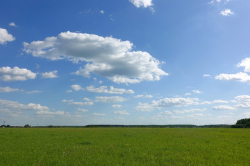 Beautiful landscape. Green grass field and blue sky with white clouds.