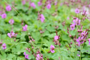 Rock Cranes-Bill, Hardy Geranium, Wild Geranium 'Czakor' (Geranium macrorrhizum)