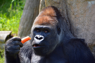 Gorillas are ground-dwelling, predominantly herbivorous apes that inhabit the forests of central Africa. The DNA of gorillas is highly similar to that of humans, from 95-99%