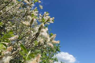 Populus Tremula, also called Aspen, has spread it's seeds all over the place,