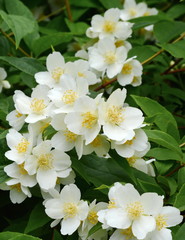Obraz premium Natural background with green leaf and white jasmine flowers on a bush. 
