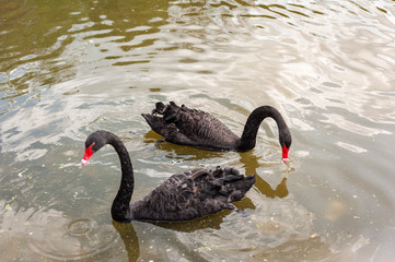 Fototapeta premium Two black swans floating on a dirty lake in polluted water