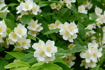 Naklejka na ściany i meble Natural background with green leaf and white jasmine flowers on a bush. 