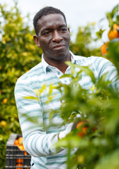 Naklejka na ściany i meble African-American man picking ripe tangerines