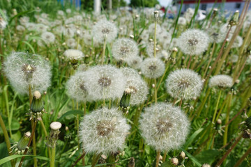 Fluffy beautiful dandelions in field close up