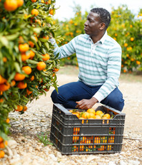 African-American farmer harvesting mandarins © JackF