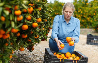 Woman farmer harvesting mandarins © JackF