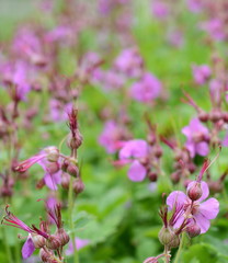 Rock Cranes-Bill, Hardy Geranium, Wild Geranium 'Czakor' (Geranium macrorrhizum)