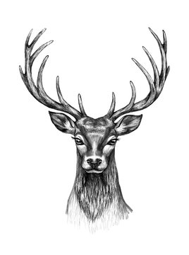 Deer Head  with Horns Pencil Drawing