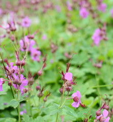 Rock Cranes-Bill, Hardy Geranium, Wild Geranium 'Czakor' (Geranium macrorrhizum)
