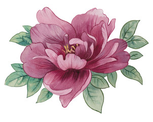 Obraz premium Peony flower drawn by watercolor. Flower with leaves Isolated on a white background. Beautiful flower for invitation card.