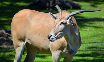The common eland, also known as the southern eland or eland antelope, is a savannah and plains...