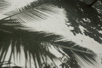 Obraz premium palmtree shadow