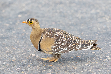 One double-banded sandgrouse walking in Kruger National Park