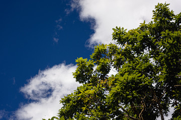 Árbol y cielo azul