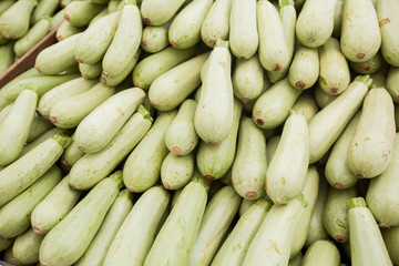  fresh raw zucchini at farmer green market