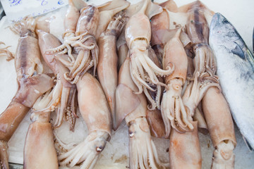 Fresh squids healthy seafood