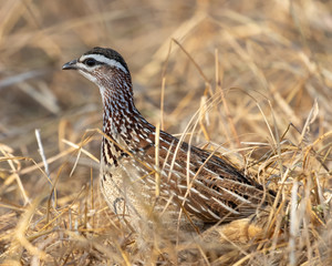 One crested francolin in the grass