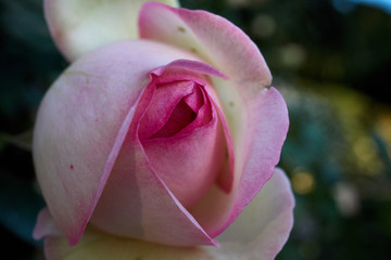 Una rosa florece al inicio de la primavera