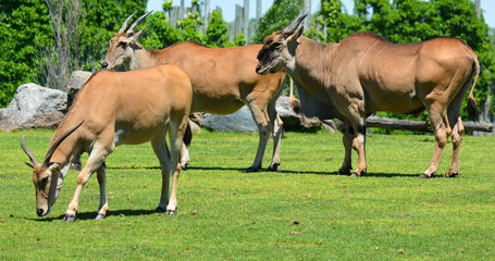 The common eland, also known as the southern eland or eland antelope, is a savannah and plains...