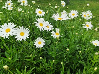Field of daisies - Daisy flowers in the grass