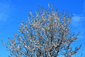 the branches of a flowering tree and blue sky
