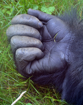 Gorillas hand are ground-dwelling, predominantly herbivorous apes that inhabit the forests of central Africa. The DNA of gorillas is highly similar to that of humans, from 95-99%