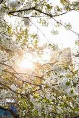 The branches of a blossoming tree. Cherry tree in white flowers and green leaves. Close-up.