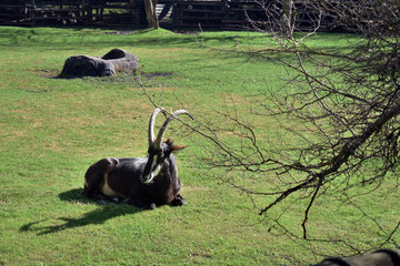Animal posando 