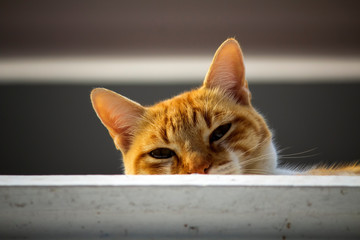 Gato Theo IMG_5531