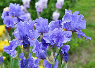 Irises flower in the spring