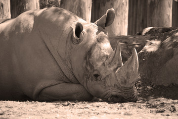 The white rhinoceros or square-lipped rhinoceros is the largest extant species of rhinoceros.  It has a wide mouth used for grazing and is the most social of all rhino species © Daniel Meunier