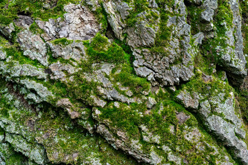 old linden bark covered with moss. relief bark resembles view high mountains wooded from above. texture old bark with moss. Very nice macro plan. moss on bark