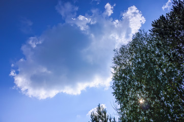 Crowns of trees with green foliage against a blue summer sky and white clouds.