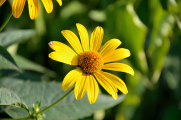 Yellow chrysanthemum in the garden on a summer day