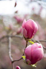 Blooming magnolia tree with  pink flowers in spring day. In the background are branches and leaves of magnolia in a botanical garden. Close-up.