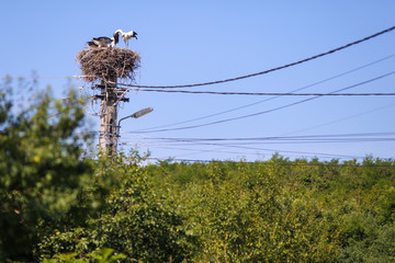 Family of storks living on a nest they made on top of an electricity pole in a rural area of Romania. Wild animals living between humans.