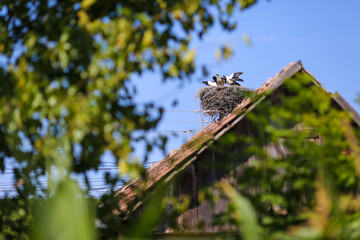Family of storks living on a nest they made on top of an electricity pole in a rural area of Romania. Wild animals living between humans.